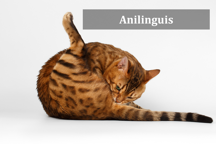 Anilingus